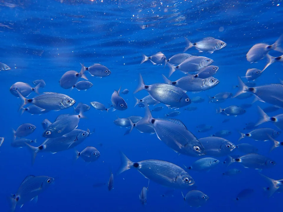 Banco de peces en las aguas de Ibiza y Formentera