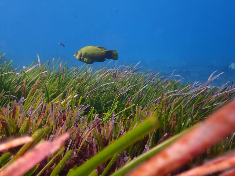 Pradera de Posidonia oceanica bajo las aguas del Mediterráneo